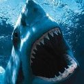 TungstenShark